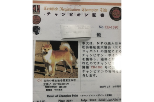 販売中の豆柴の親犬